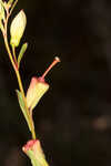 Narrowleaf primrose-willow